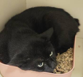 Bob Branford -  Domestic Short Hair Cat for Adoption in Windsor, Connecticut - Bob Branford | PetCurious