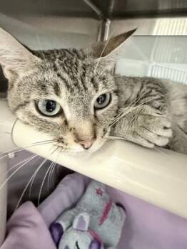 Domestic Short Hair Cats Available for Adoption in Venice, Florida - Purricane | PetCurious