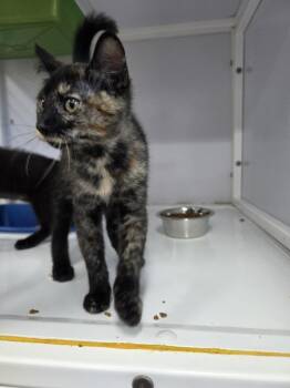 Nebula -  Domestic Short Hair Cat for Adoption in Salmon, Idaho - Nebula | PetCurious