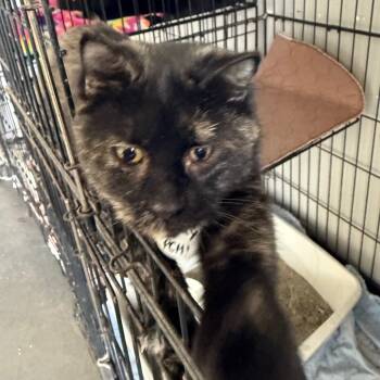 Rescue Domestic Short Hair Cats for Adoption in Normal, Illinois - Fancy | PetCurious