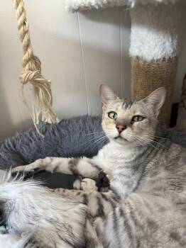 Rescue Bengal Cats for Adoption in Fort Collins, Colorado - Penina | PetCurious