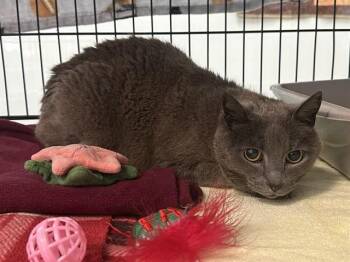 Domestic Short Hair Cats Available for Adoption in Mckinleyville, California - LAILA | PetCurious