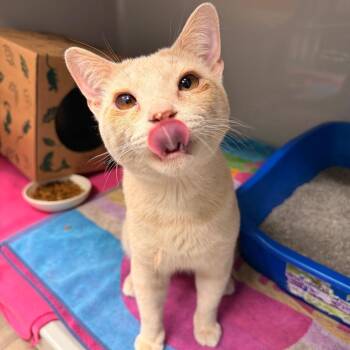 Sprout -  Domestic Short Hair Cat for Adoption in Saint Charles, Missouri - Sprout | PetCurious