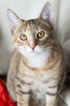 Rescue Domestic Short Hair Cats for Adoption in Martensdale, Iowa - Marjorie | PetCurious