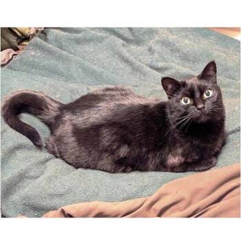Sabrina -  Domestic Short Hair Cat for Adoption in Millcreek, Utah - Sabrina | PetCurious