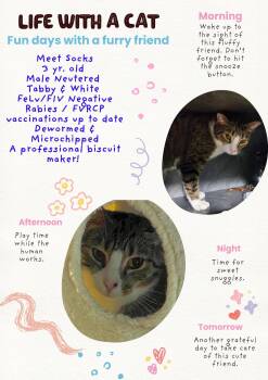 Rescue Domestic Short Hair Cats for Adoption in Pottsville, Pennsylvania - Socks | PetCurious