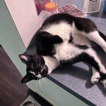 Gigi -  Domestic Short Hair Cat for Adoption in Chicago, Illinois - Gigi | PetCurious