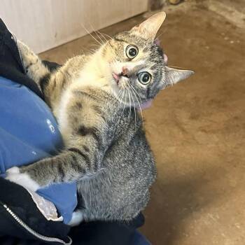 Beacon -  Domestic Short Hair Cat for Adoption in Stephenville, Texas - Beacon | PetCurious