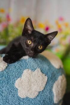 Petunia -  Domestic Short Hair Cat for Adoption in Newberg, Oregon - Petunia | PetCurious