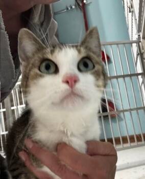 Domestic Short Hair Cats Available for Adoption in Hutchinson, Minnesota - Minnie | PetCurious