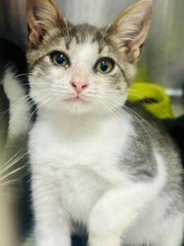 Bette Davis -  Domestic Short Hair Cat for Adoption in Georgetown, South Carolina - Bette Davis | PetCurious