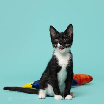 Rescue Domestic Short Hair Cats for Adoption in South Riding, Virginia - Winnie | PetCurious