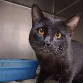 Domestic Short Hair Cats Available for Adoption in Lake Havasu City, Arizona - Jericho | PetCurious