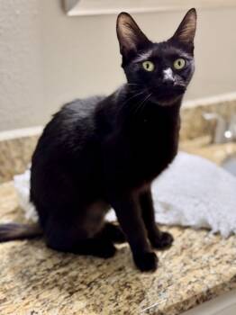 Rescue Domestic Short Hair Cats for Adoption in Dallas, Texas - Juliette | PetCurious