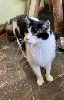 Domestic Short Hair Cats Available for Adoption in Port Barrington, Illinois - Madison | PetCurious