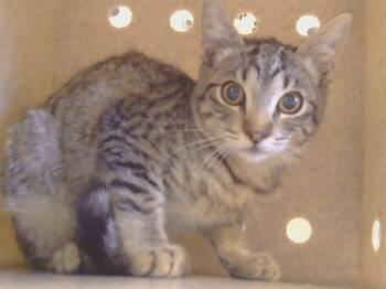 SARASA -  Domestic Short Hair Cat for Adoption in Sacramento, California - SARASA | PetCurious