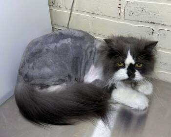 Rescue Persian Cats for Adoption in Powder Springs, Georgia - SAPPHIRE | PetCurious