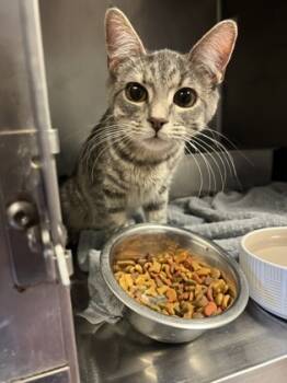 Rescue Domestic Short Hair Cats for Adoption in South Bend, Indiana - Elsa | PetCurious