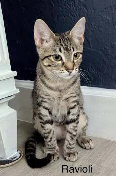 Ravioli -  Domestic Short Hair Cat for Adoption in Safety Harbor, Florida - Ravioli | PetCurious