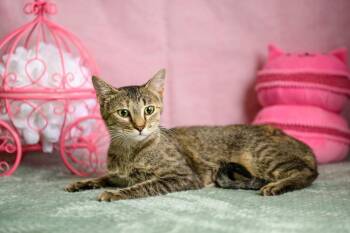 Biscuit -  Domestic Short Hair Cat for Adoption in Roanoke, Texas - Biscuit | PetCurious