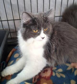 Opal -  Domestic Long Hair Cat Available for Adoption in Ogden, Utah - Opal | PetCurious