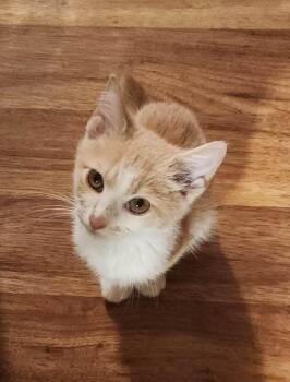 Alex -  Domestic Short Hair Cat for Adoption in Lunenburg, Massachusetts - Alex | PetCurious