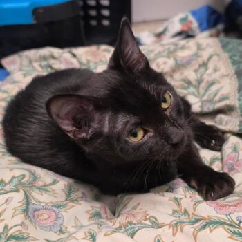 Bob -  American Shorthair Cat for Adoption in Melrose, Florida - Bob | PetCurious