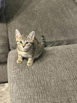 NYLA -  Domestic Short Hair Cat for Adoption in Camarillo, California - NYLA | PetCurious
