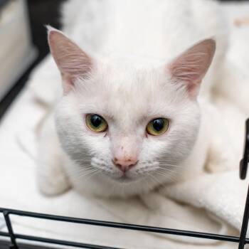 King Casper -  Domestic Short Hair Cat for Adoption in New York, New York - King Casper | PetCurious
