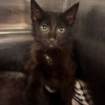 Raspberry -  Domestic Long Hair Cat for Adoption in Belleville, Illinois - Raspberry | PetCurious