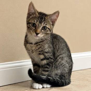 Slinky -  Domestic Short Hair Cat for Adoption in Wickenburg, Arizona - Slinky | PetCurious
