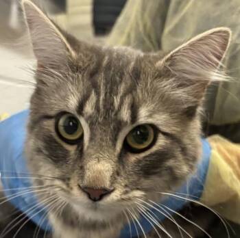 Gandalf The Grey -  Domestic Medium Hair Cat for Adoption in Golden, Colorado - Gandalf The Grey | PetCurious