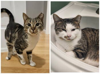 Rescue Domestic Short Hair Cats for Adoption in Minneapolis, Minnesota - Jaguar & Jetta | PetCurious