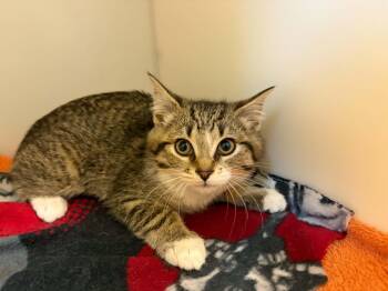 Domestic Short Hair Cats Available for Adoption in Delson, Quebec - Sultan | PetCurious