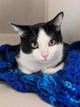 Noah -  Domestic Short Hair Cat for Adoption in Saint Paul, Minnesota - Noah | PetCurious