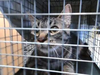 JUMBO -  Domestic Short Hair Cat for Adoption in Tulsa, Oklahoma - JUMBO | PetCurious