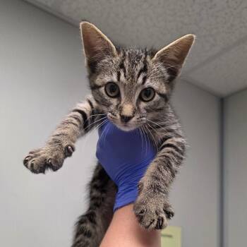 Uncle Sam -  Domestic Short Hair Cat for Adoption in Concord, North Carolina - Uncle Sam | PetCurious