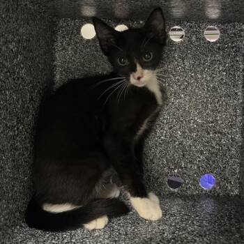 Habanero -  Domestic Short Hair Cat for Adoption in League City, Texas - Habanero | PetCurious
