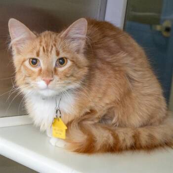 Domestic Medium Hair Cats Available for Adoption in St. Louis, Missouri - CHILI | PetCurious