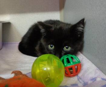 OWLETTE -  Domestic Short Hair Cat for Adoption in Delhi, New York - OWLETTE | PetCurious