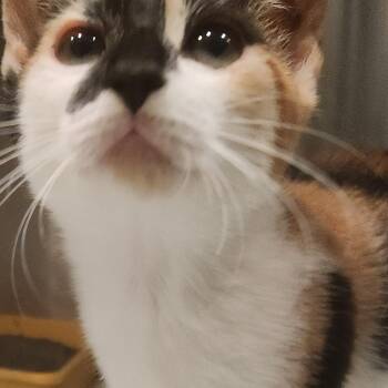 Juniper -  Domestic Short Hair Cat for Adoption in Charleston, South Carolina - Juniper | PetCurious
