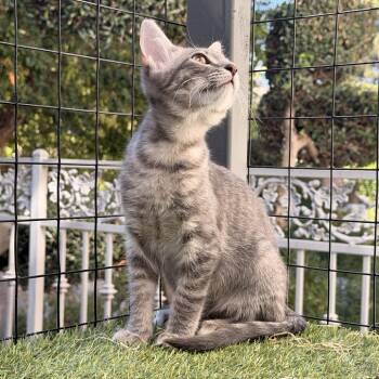 Thunder -  Domestic Short Hair Cat for Adoption in Tustin, California - Thunder | PetCurious