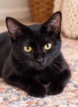 Bonsail -  Bombay and Domestic Short Hair Cat for Adoption in Knoxville, Tennessee - Bonsail | PetCurious