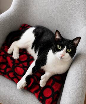 Sanji -  Domestic Short Hair Cat Available for Adoption in New York, New York - Sanji | PetCurious