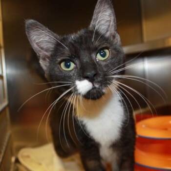 Flower -  Domestic Short Hair Cat for Adoption in Richmond, Virginia - Flower | PetCurious