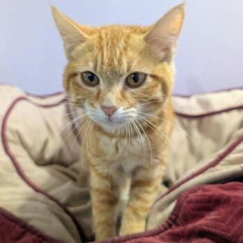 Holi -  Domestic Short Hair Cat for Adoption in West Plains, Missouri - Holi | PetCurious