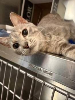 Domestic Short Hair Cats Available for Adoption in West Chester, Pennsylvania - Cupcake | PetCurious