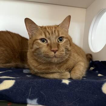 Jack -  Domestic Short Hair Cat for Adoption in Dekalb, Illinois - Jack | PetCurious