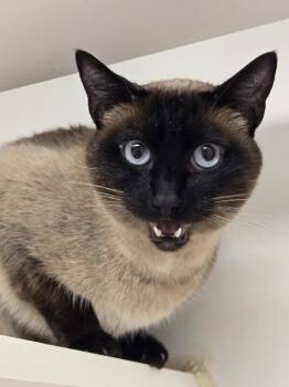 Loki -  Siamese Cat for Adoption in Bellingham, Washington - Loki | PetCurious