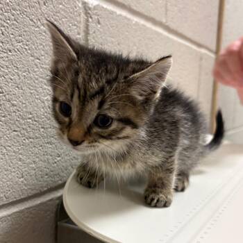 Anakin -  Domestic Short Hair Cat Available for Adoption in Bristol, Indiana - Anakin | PetCurious
